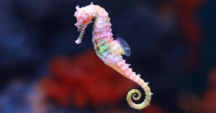 Can seahorses be pets?