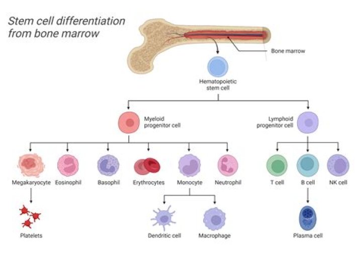 Can skeletal myocytes undergo mitosis?
