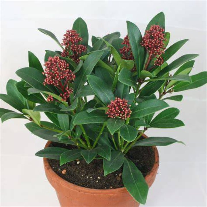 Can skimmia be grown in pots?