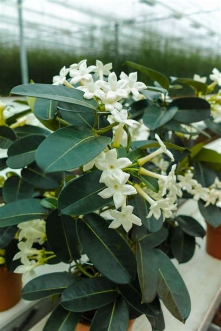Can stephanotis be planted outside?
