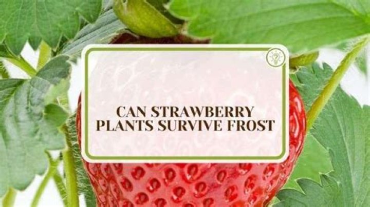 Can strawberry plants survive frost?