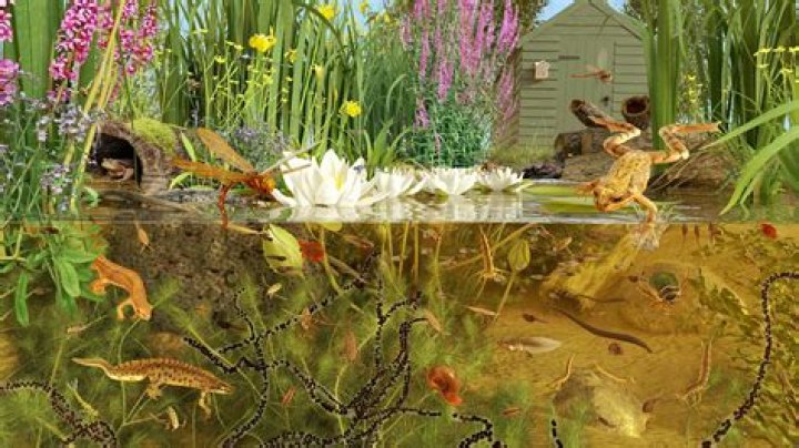 Can threadfin shad live in a pond?