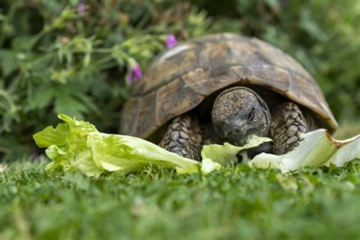 Can tortoises eat cuttlebone?
