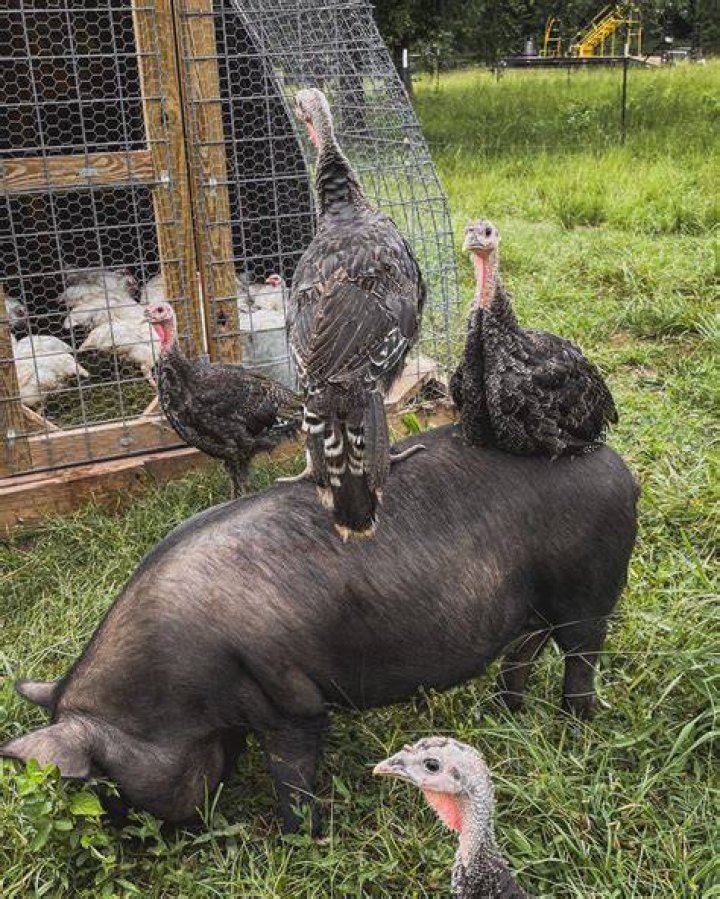 Can turkeys breed naturally?