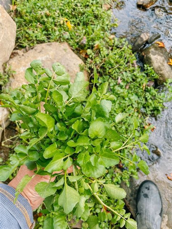 Can watercress be eaten raw?