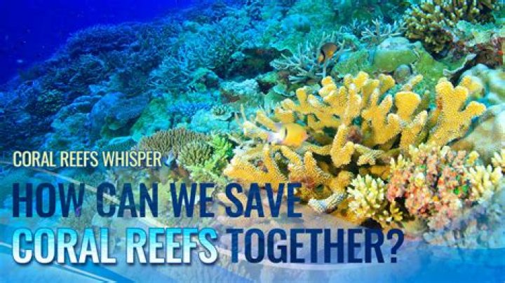 Can we save the coral reefs?
