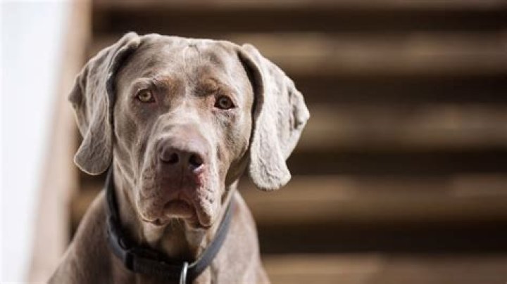 Can weimaraners be aggressive?