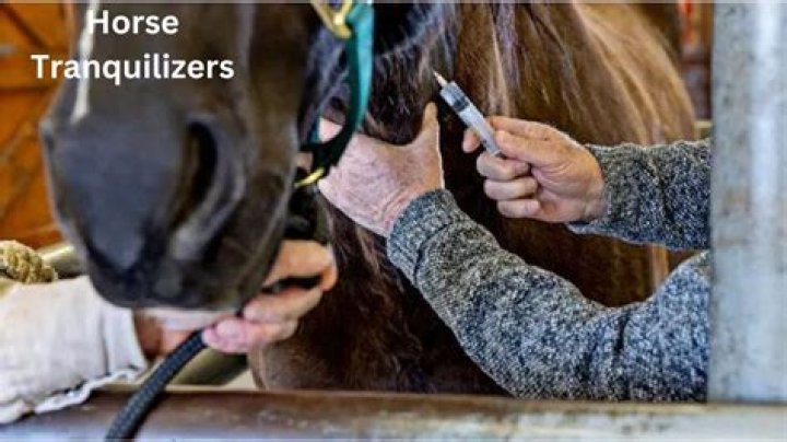 Can you buy animal tranquilizers?