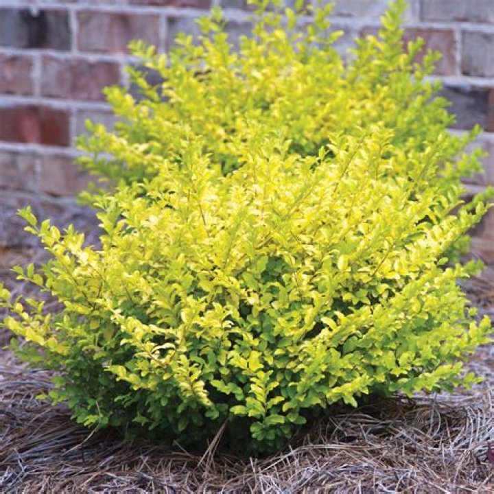 Can you cut back sunshine ligustrum?