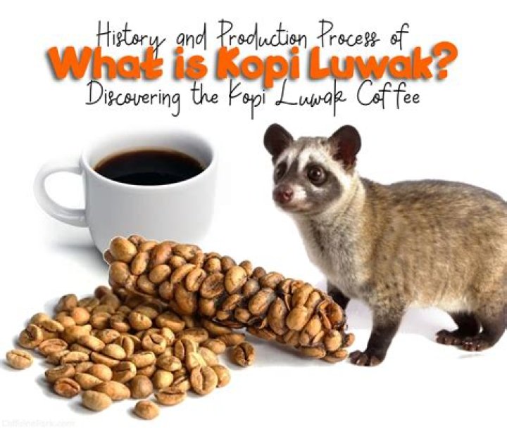 Can you drink kopi luwak?