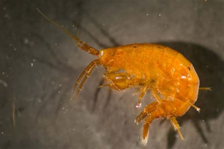 Can you eat amphipods?