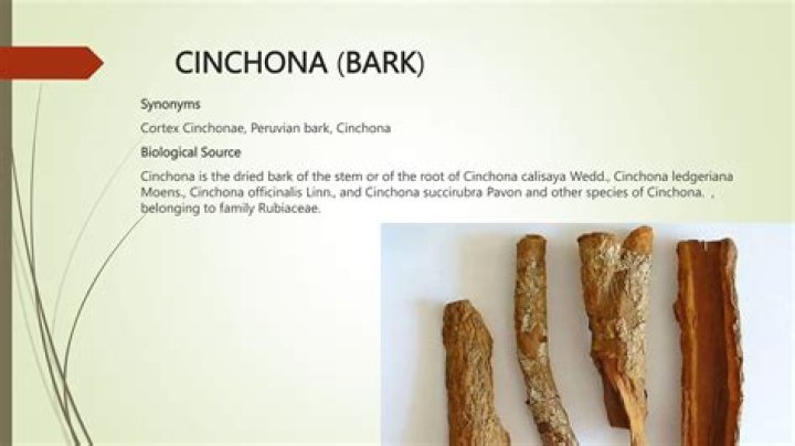 Can you eat cinchona bark?