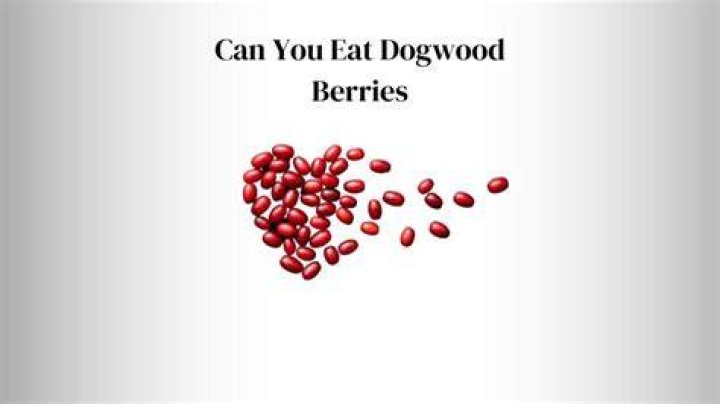 Can you eat cowberries?