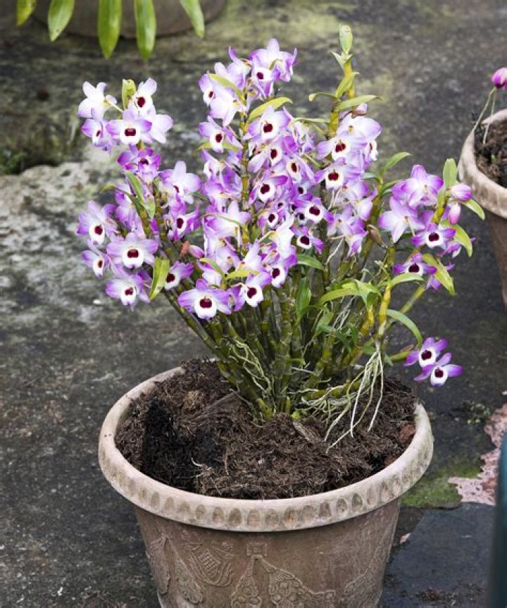 Can you eat dendrobium orchids?