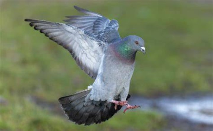 Can you eat feral pigeon?