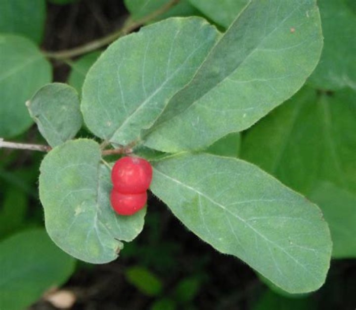 Can you eat lonicera involucrata?