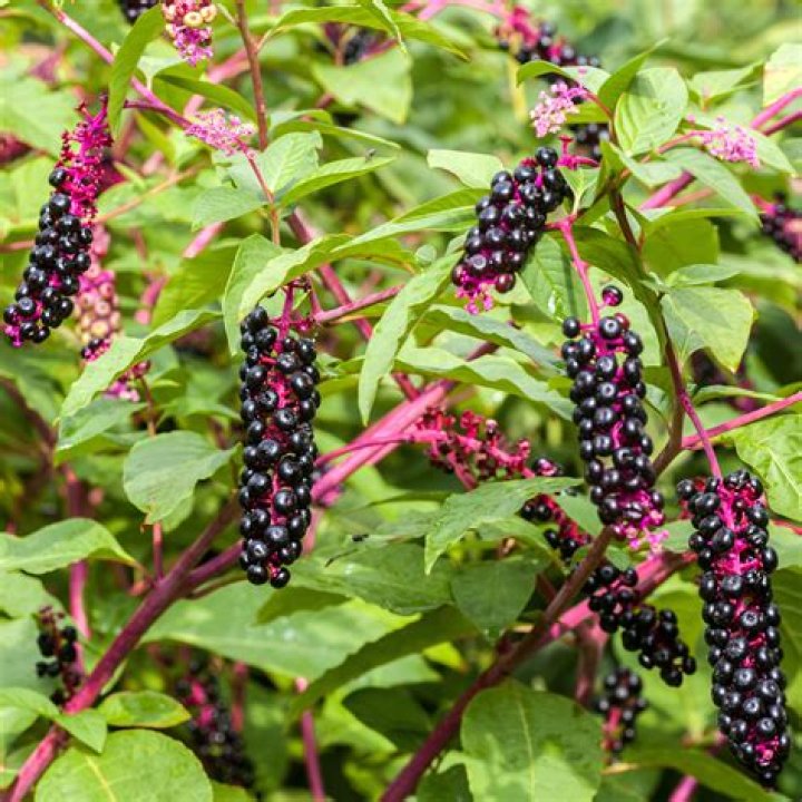 Can you eat nikau berries?