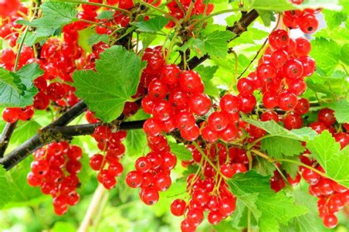 Can you eat red currant seeds?