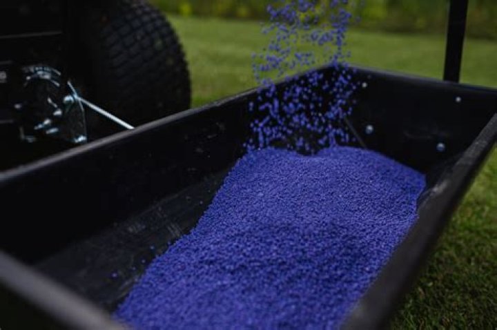 Can you fertilize wet grass?