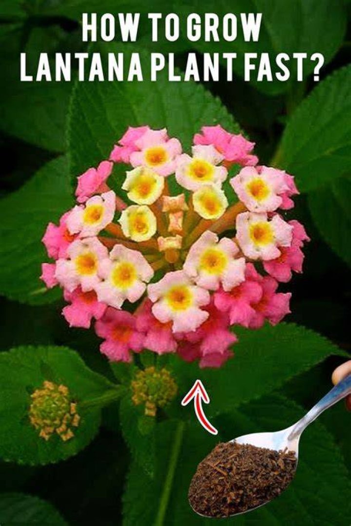 Can you grow lantana from seed?