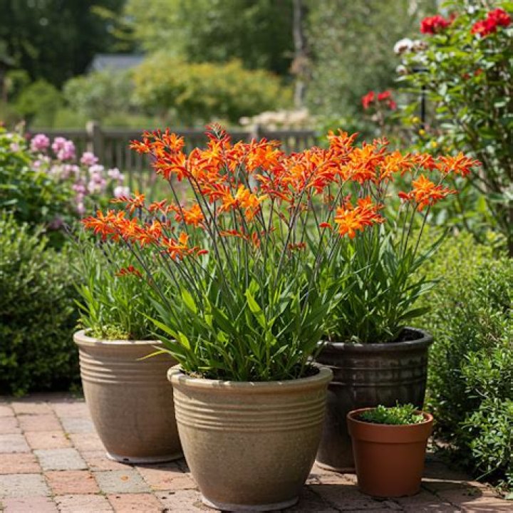 Can you grow montbretia in pots?