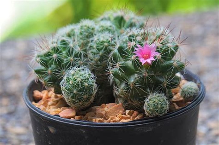 Can you grow pincushion indoors?