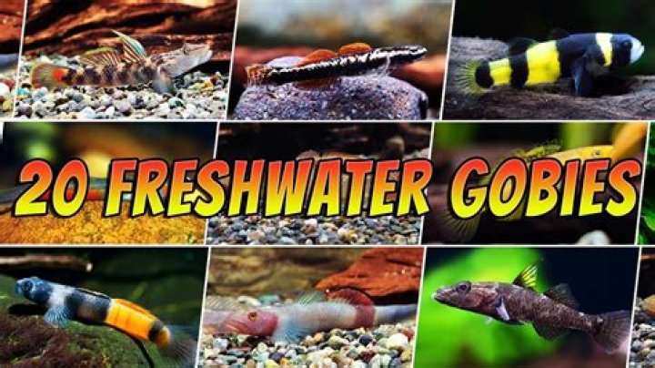 Can you have 2 goby in a tank?
