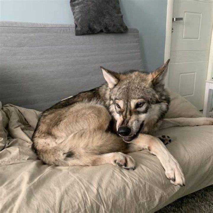 Can you have a pet wolf?