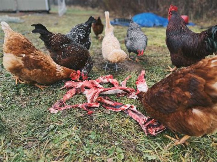 Can you have chickens in anoka mn?