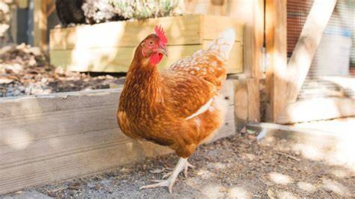 Can you have chickens in scarborough?