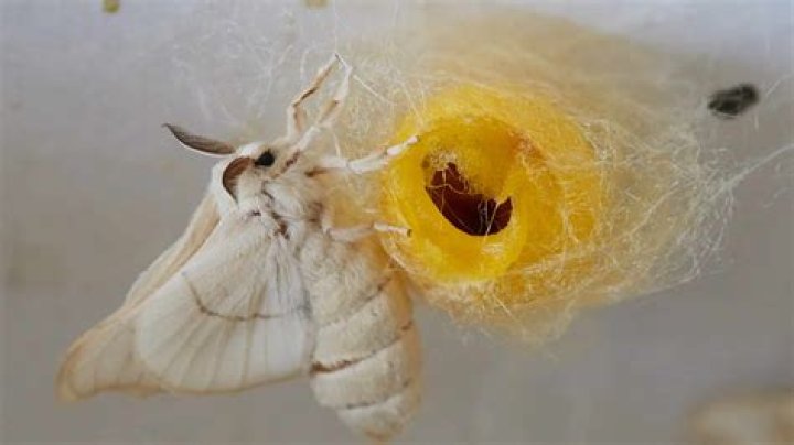 Can you move a moth cocoon?