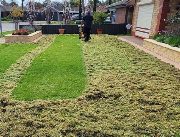 Can you mow lawn after scarifying?