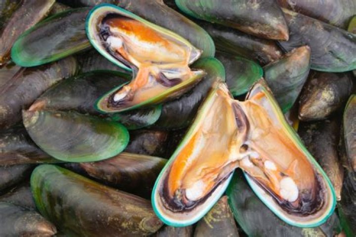 Can you overdose on green lipped mussel?