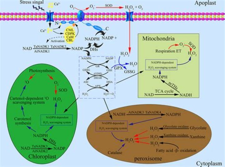 Can you phosphorylate glutamate?