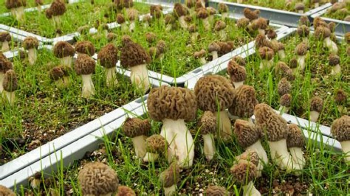 Can you plant morel mushrooms?