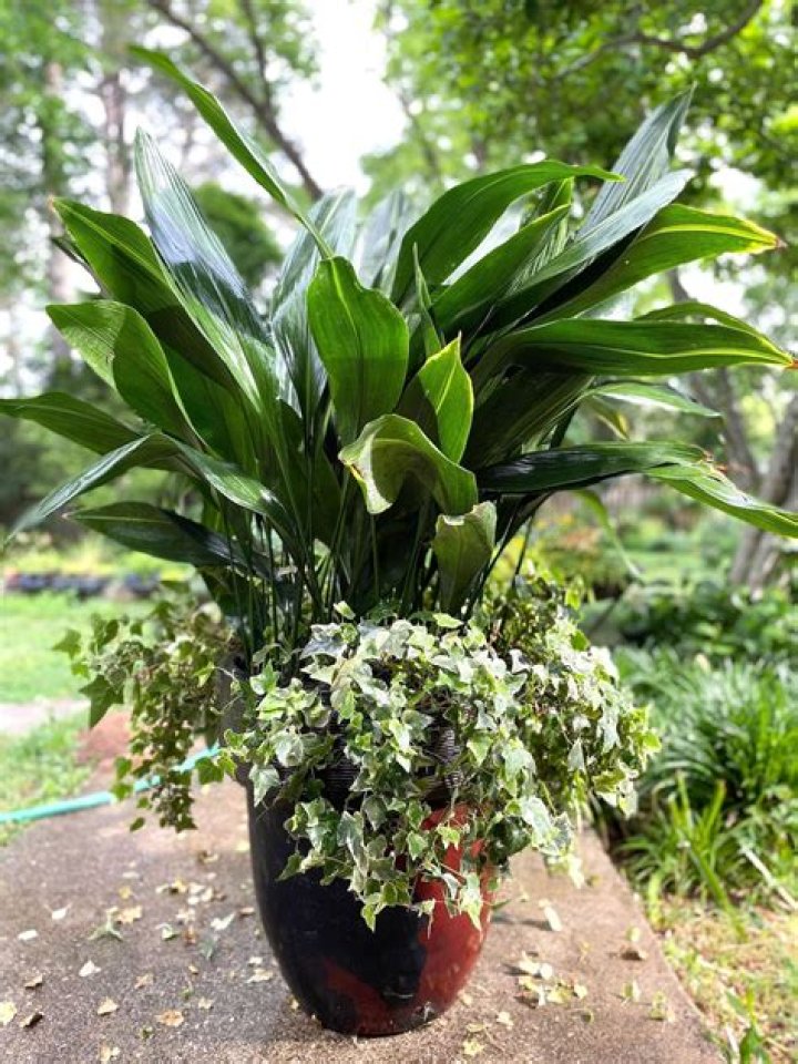 Can you put aspidistras outside?