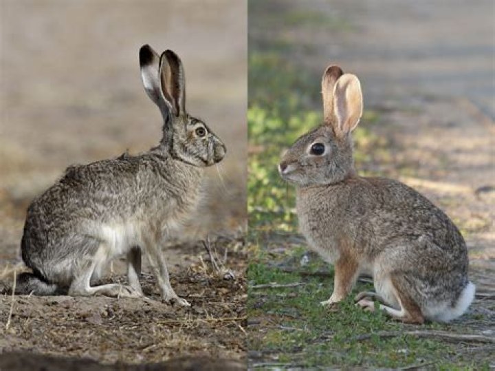 Can you raise a wild cottontail rabbit?