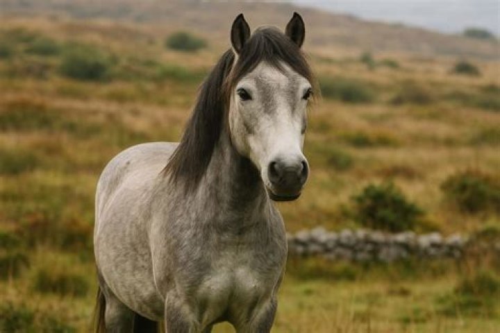 Can you ride connemara pony?