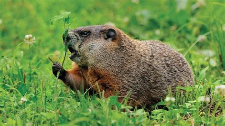 Can you shoot woodchucks in wisconsin?