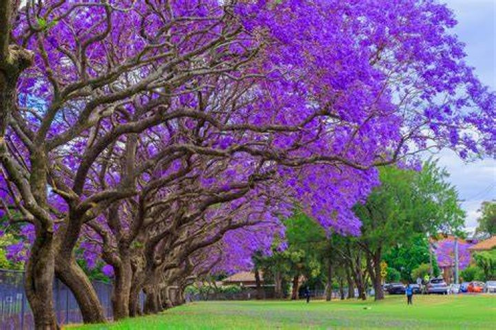 Can you transplant a jacaranda tree?