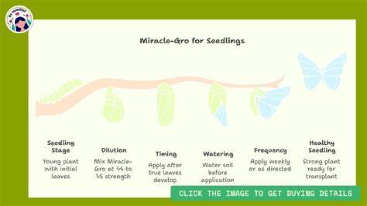 Can you use miracle grow on seedlings?