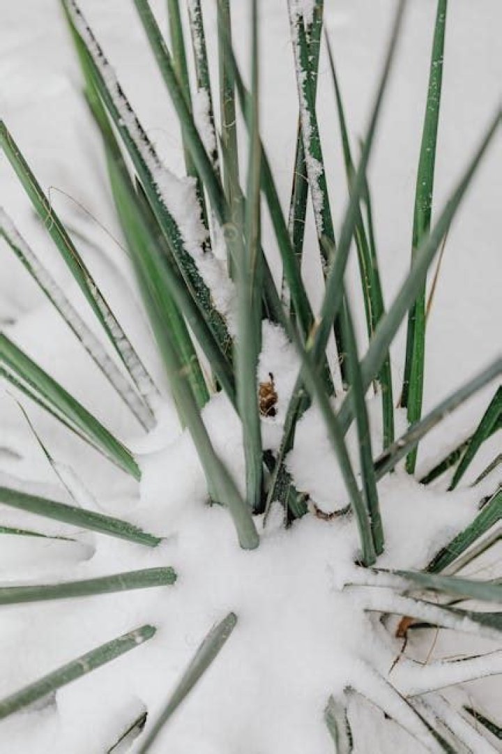 Can yucca survive cold weather?