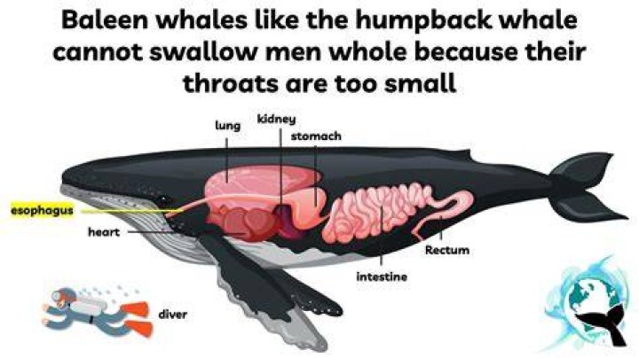 Could a baleen whale swallow a human?