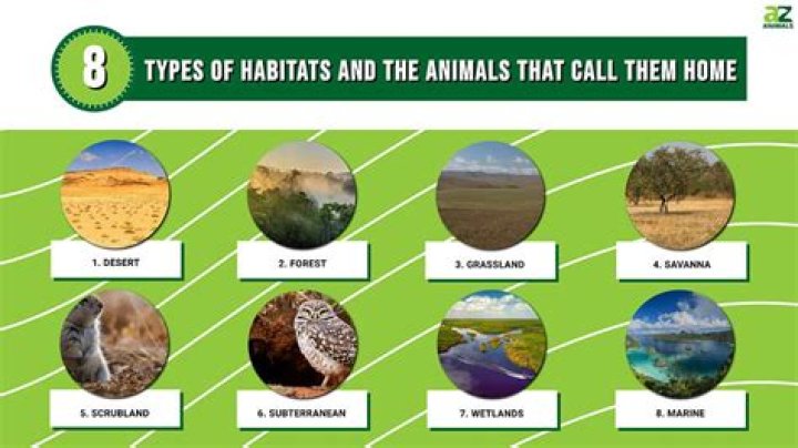 Could a mountain be a habitat for plants and animals?