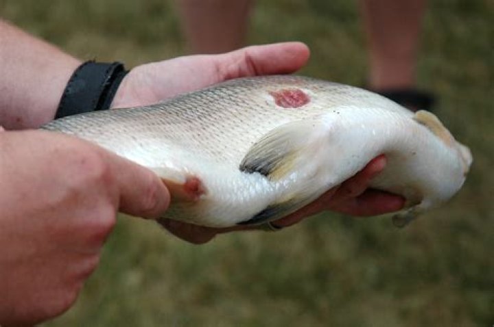 Could a sea lamprey bite you?