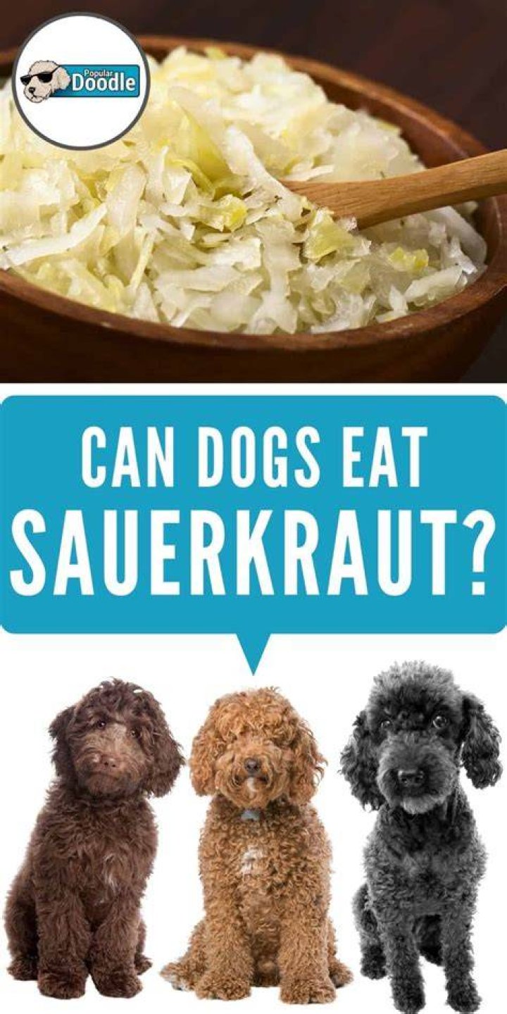 Could dogs eat sauerkraut?
