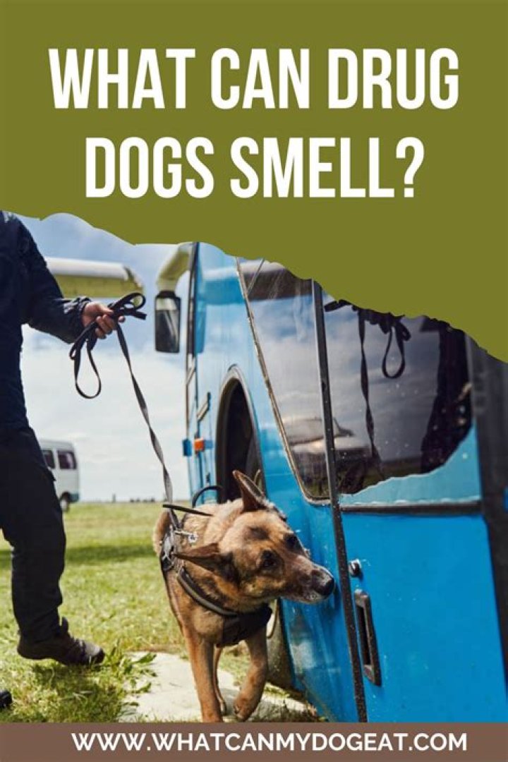 Could drug dogs smell nicotine?