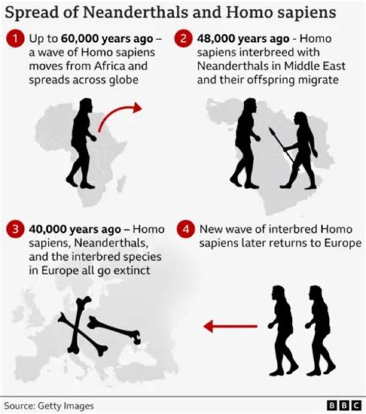Could humans and neanderthals breed?