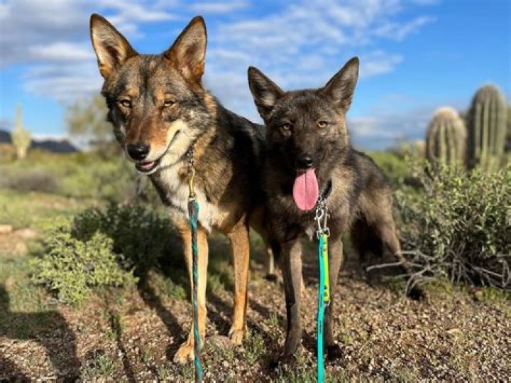 Could my dog be half coyote?