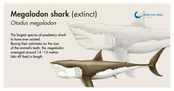 Could there still be a megalodon?